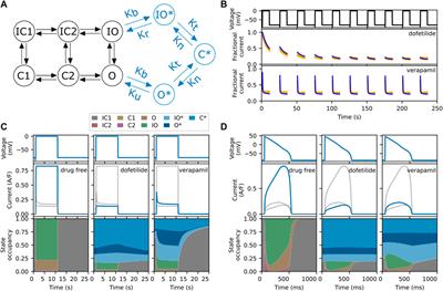 Importance of modelling hERG binding in predicting drug-induced action potential prolongations for drug safety assessment